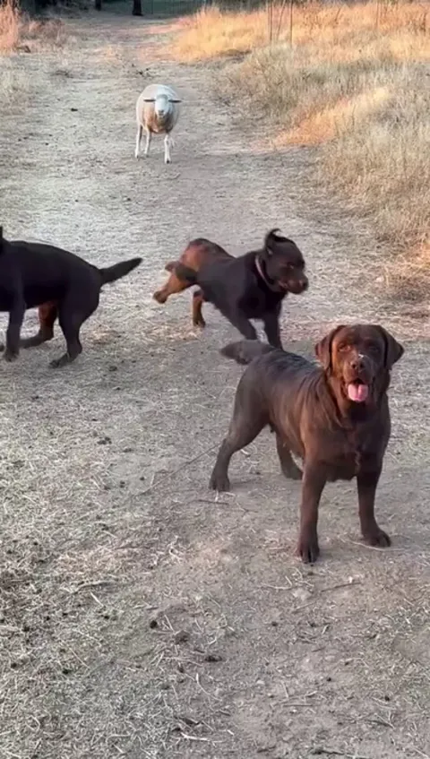 Dogs chasing the ball, don't you dare tell me otherwise!