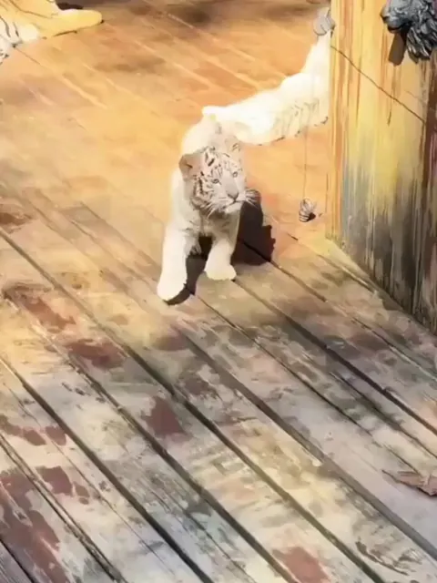 Tiger cub comes out to roar at tourists