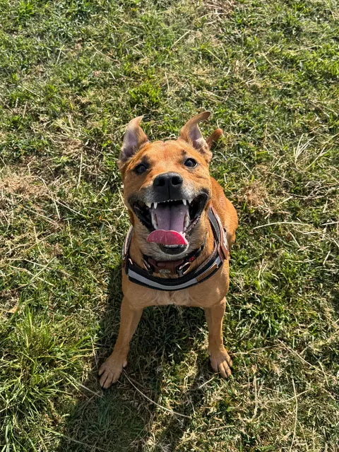 Hope Hector starts your weekend with a smile. And don’t forget to hug your fur babies