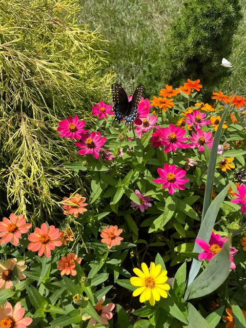 Swallowtail visitor