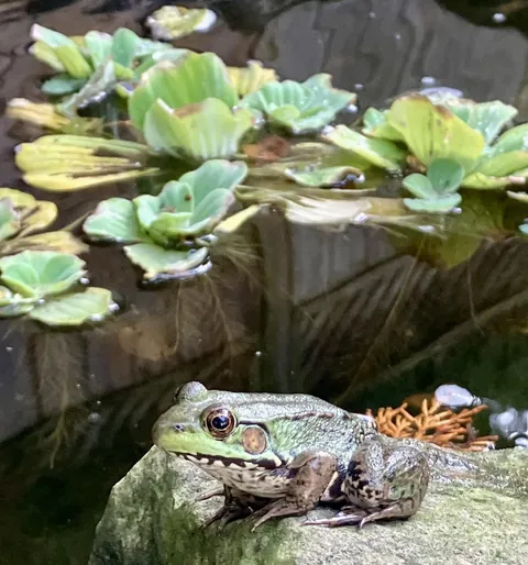 This little guy has been a welcome addition to our pond this summer. We call him jumpy.
