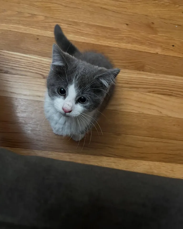 Pebble's manners are suspiciously perfect