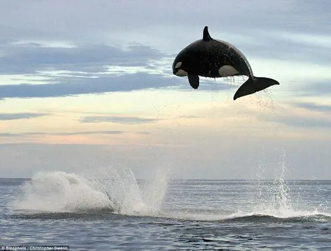 🔥Orca Flyer of 15 Feet.
