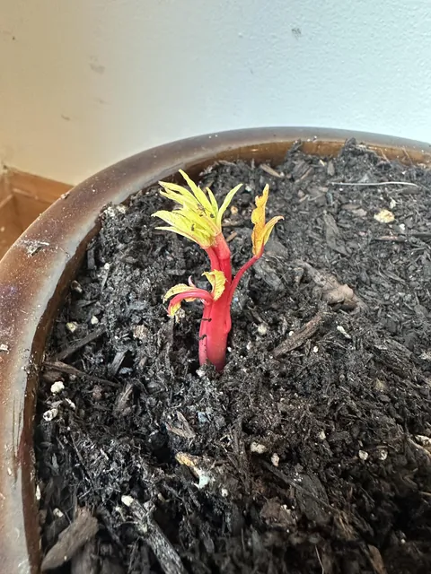 What is this sprouting from my herb garden