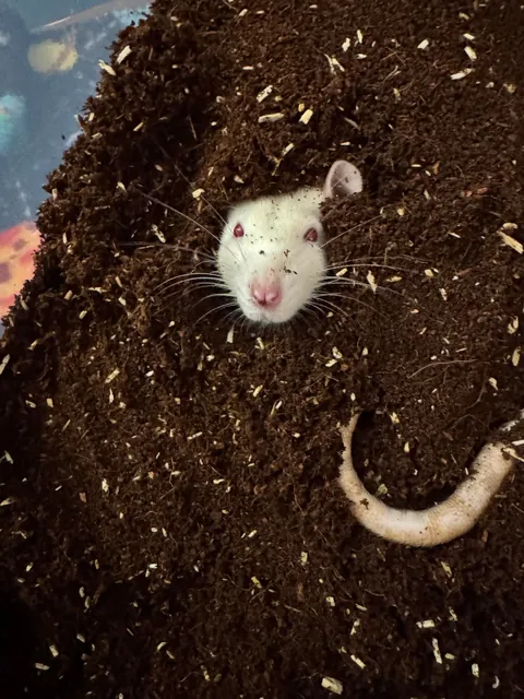 Discovered what little Martin wants. It’s to be completely covered with dirt.