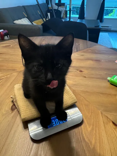 My husband spotted a box stuck under a truck driving through a parking lot in Burnaby, BC. He flagged the driver down and helped get the box unstuck. When he opened it, he found three tiny babies inside!