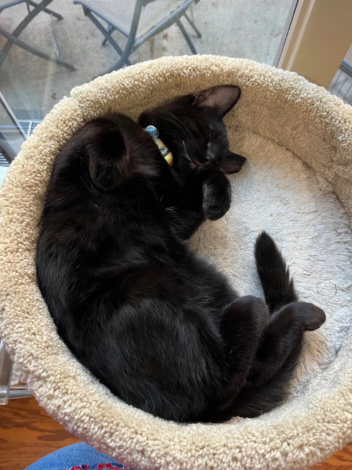 Littlest guy take a lil snooze