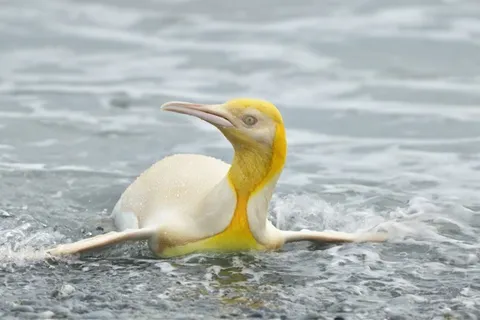 Yves Adams, a Belgian photographer managed to photograph a picture of a rare yellow penguin.