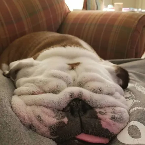 Please keep your bulldog at room temperature.