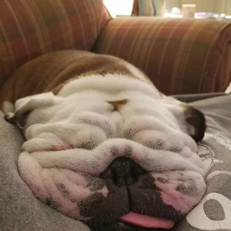 Please keep your bulldog at room temperature.