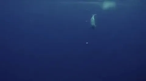 🔥 Orca trying to feed a diver with an offering of fish 🔥