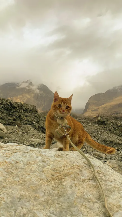 I took my cat to Himalayas on 30 Days bike tour.