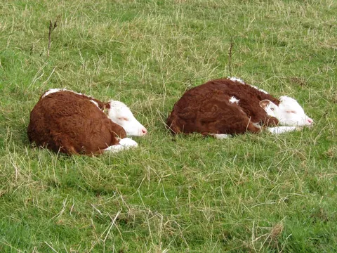 Some photos of Doug and Dean from the past few days. They’re never far apart.