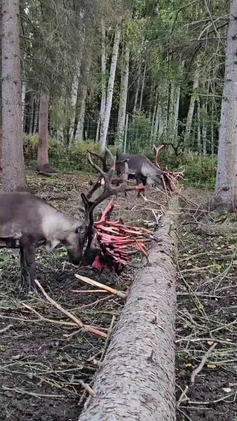 Deer removing its velvet of it's antler