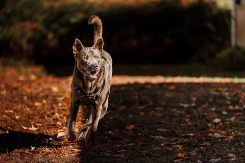 Pesci the gorilla bear pup posing for fall photos