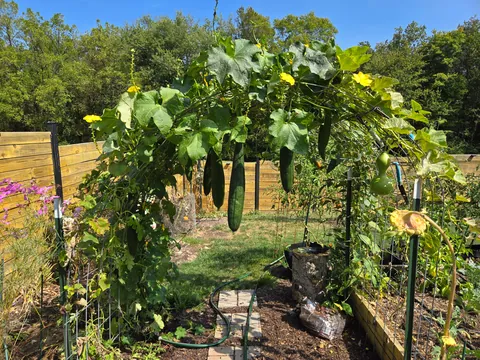 Harvested my first 2 luffas.