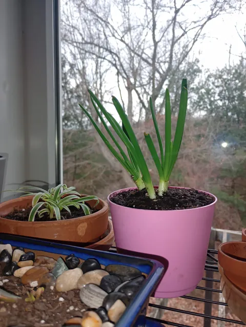 Just growing onions in my kitchen for no reason...