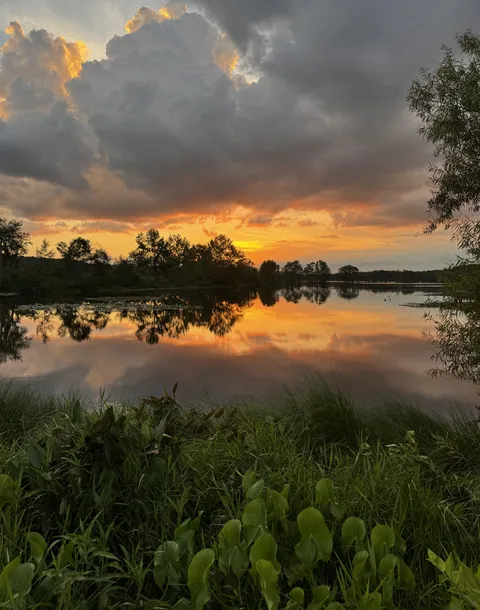 Florida wetland sunset (4186x5317)(OC)