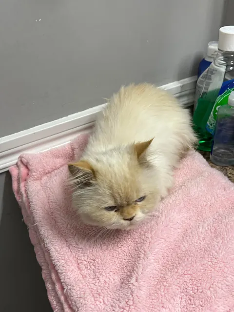 The cat distribution system finally arrived to me…