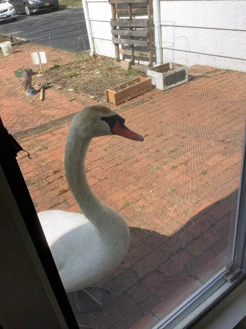 This swan has been enforcing the stay at home order outside my house for the last three days...