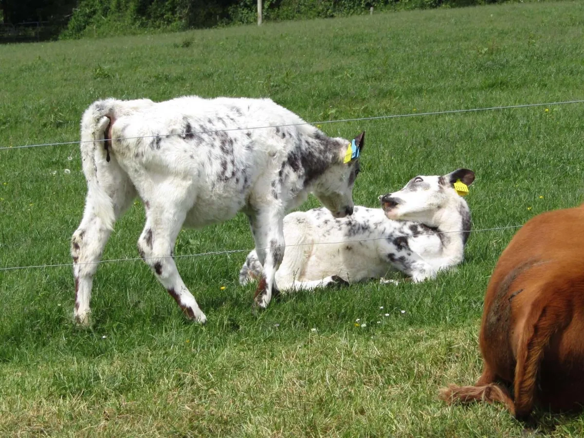 Here are a bunch of pictures of Custard and Cream hanging out with each other! These girls are always together.