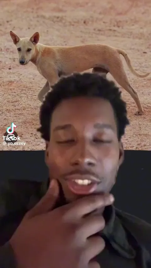 Why do most street dogs look like that?