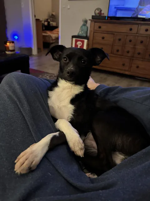 In this condo, we love a dainty paw cross :)