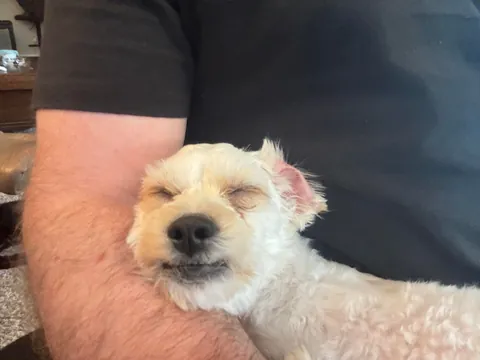 Lilly from how she was found to today. (Guest appearance by His Highness Sir Linus)