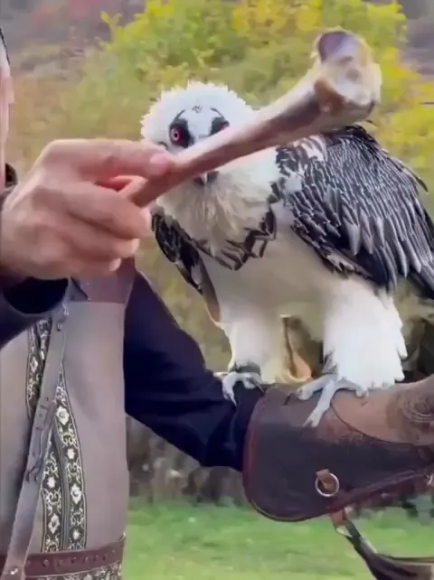 Vulture swallows a large bone whole