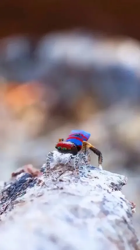 🔥The peacock spider (Maratus volans) uses its colorful abdomen to attract mates