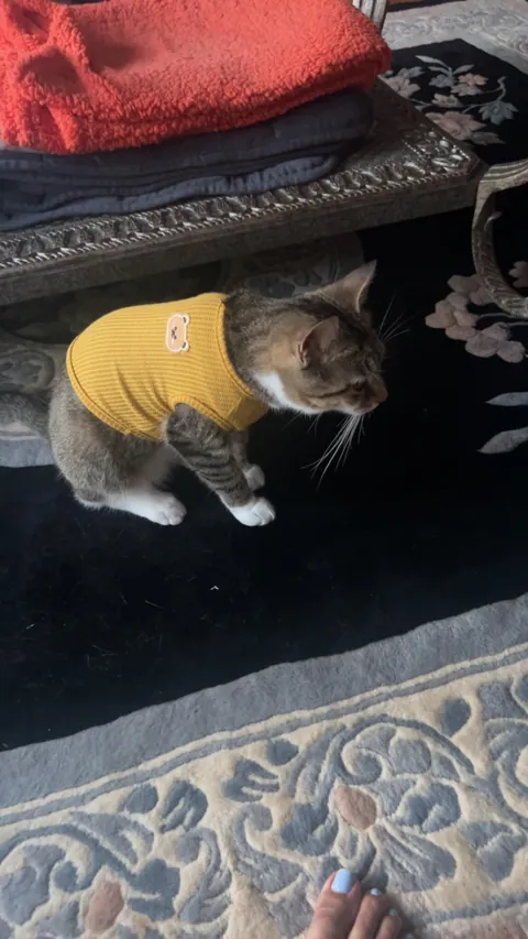 Why do girl cats get a bad rap?