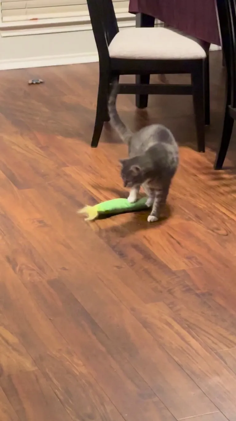 For reason Pearl tries to assert her dominance by sitting on this thing!