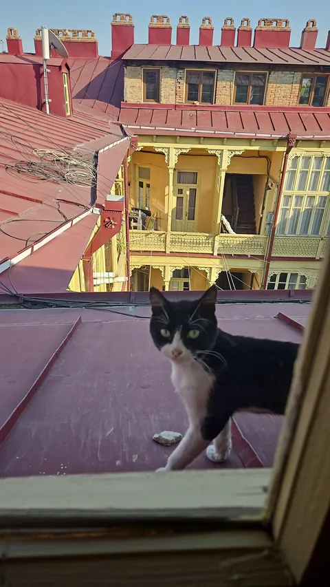 I've got a new neighbor