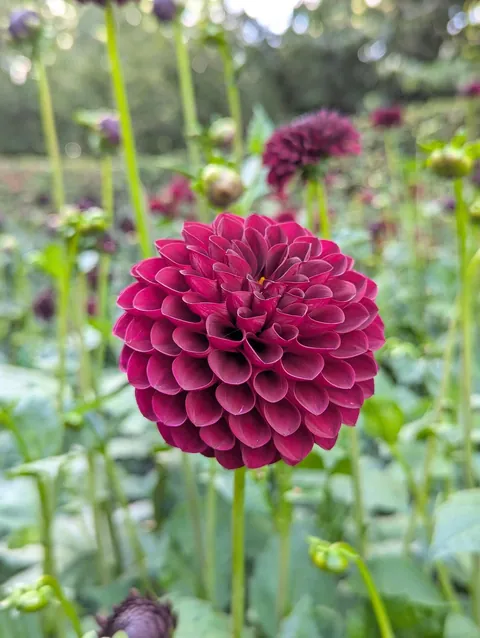 The flower structure of these dahlias.