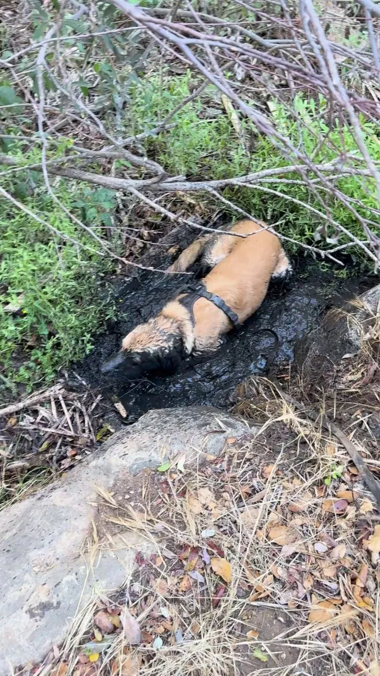 Pupper from the black lagoon