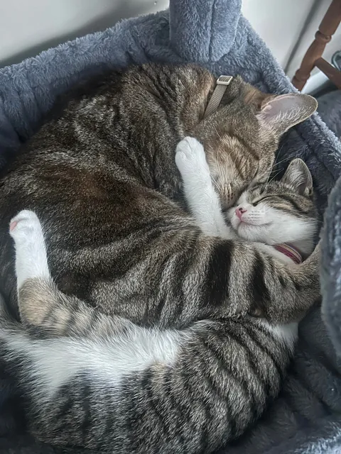 My big boy cat bonded with his new little sister immediately