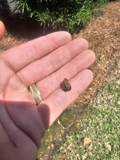 This tiny toad I found