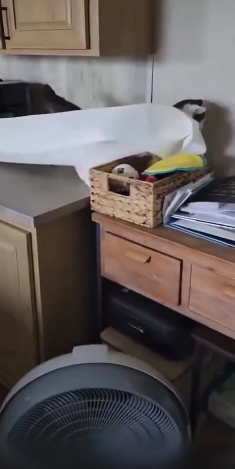 Paper towel delivery cat
