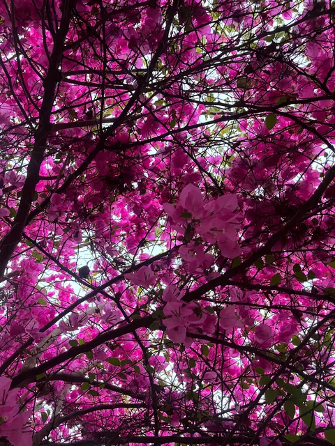 The beautiful bougainvillea tree that adorns our garden 🩷