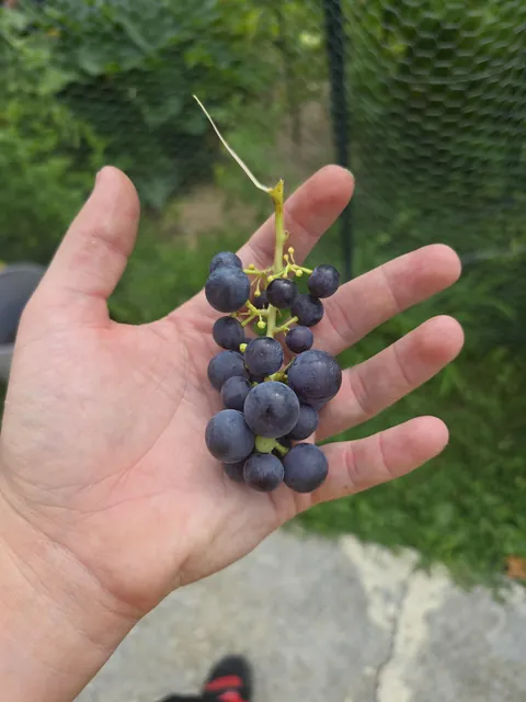 I harvested my first bunch of grapes!