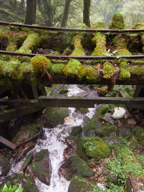 Taiwan - dense beauty