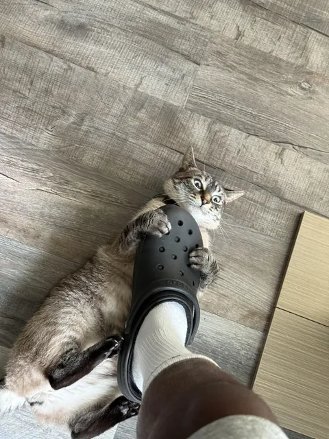 My cat Metro Boomington is a big fan of my Crocs but only when I'm wearing them
