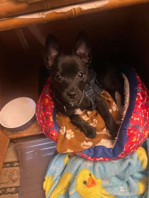 My reason to wake up every morning I love this guy so much his name Ashie-Poo