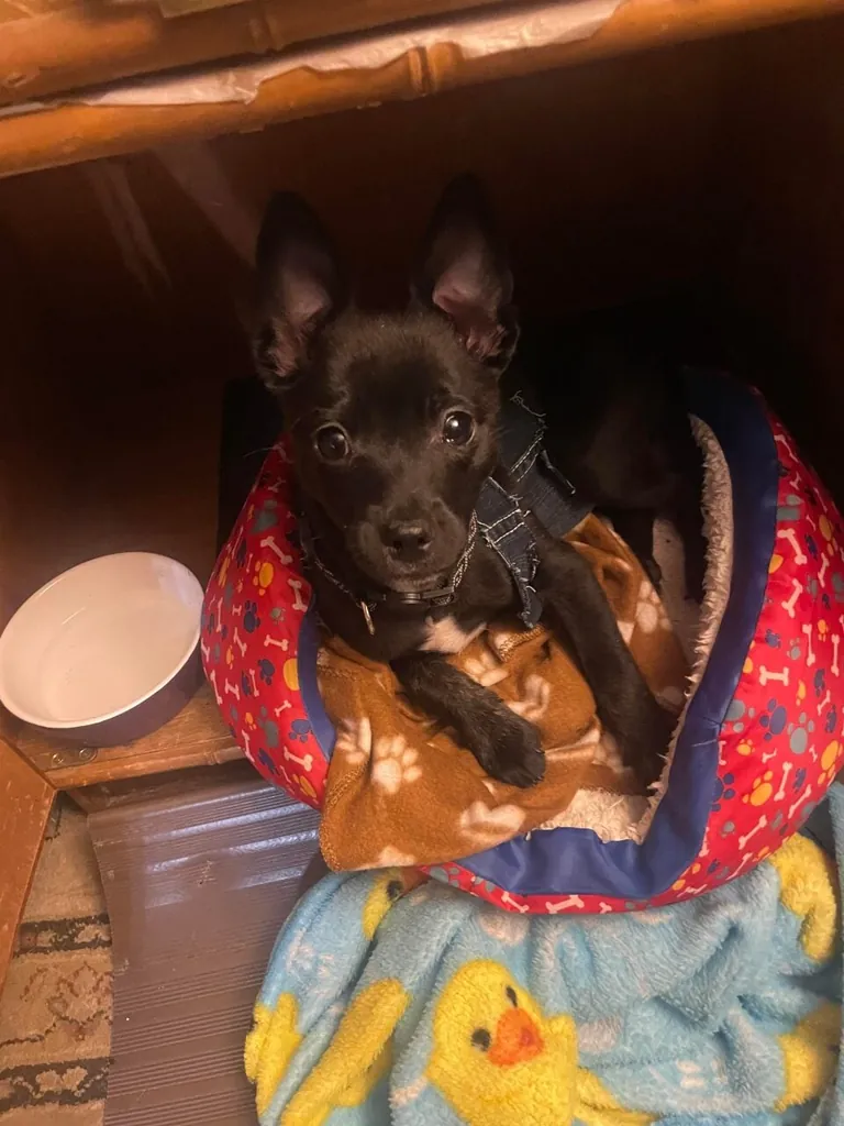 My reason to wake up every morning I love this guy so much his name Ashie-Poo