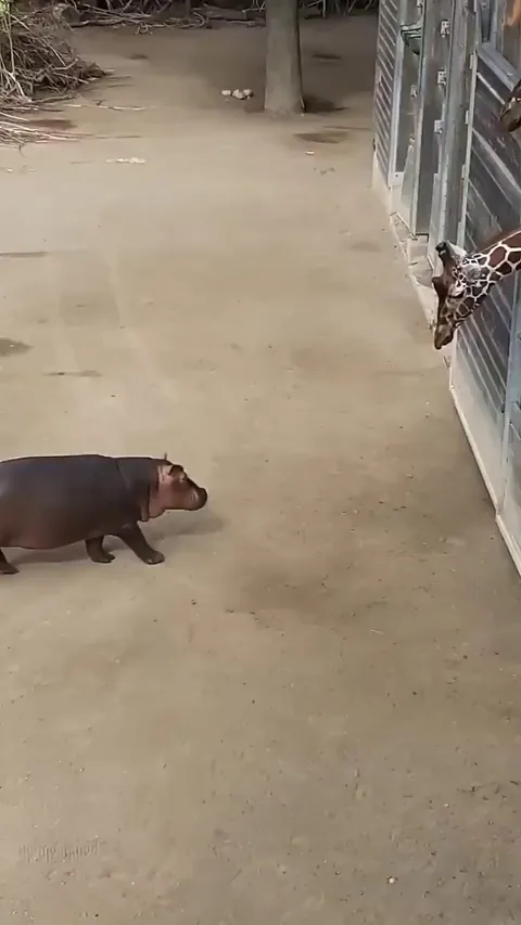 Baby hippo meets a giraffe for the first time. 🦒🦛