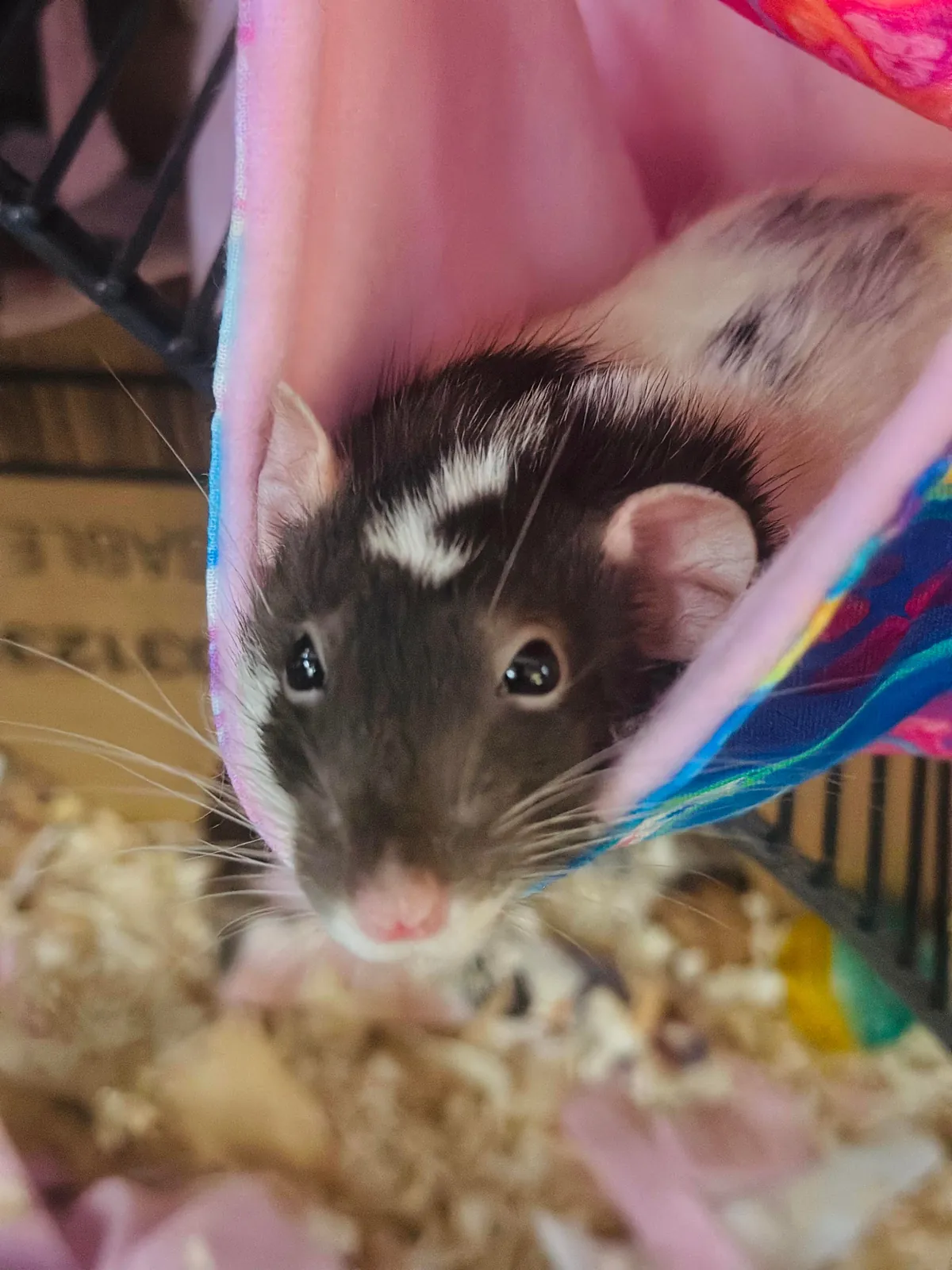 Rest in Peace Smooches