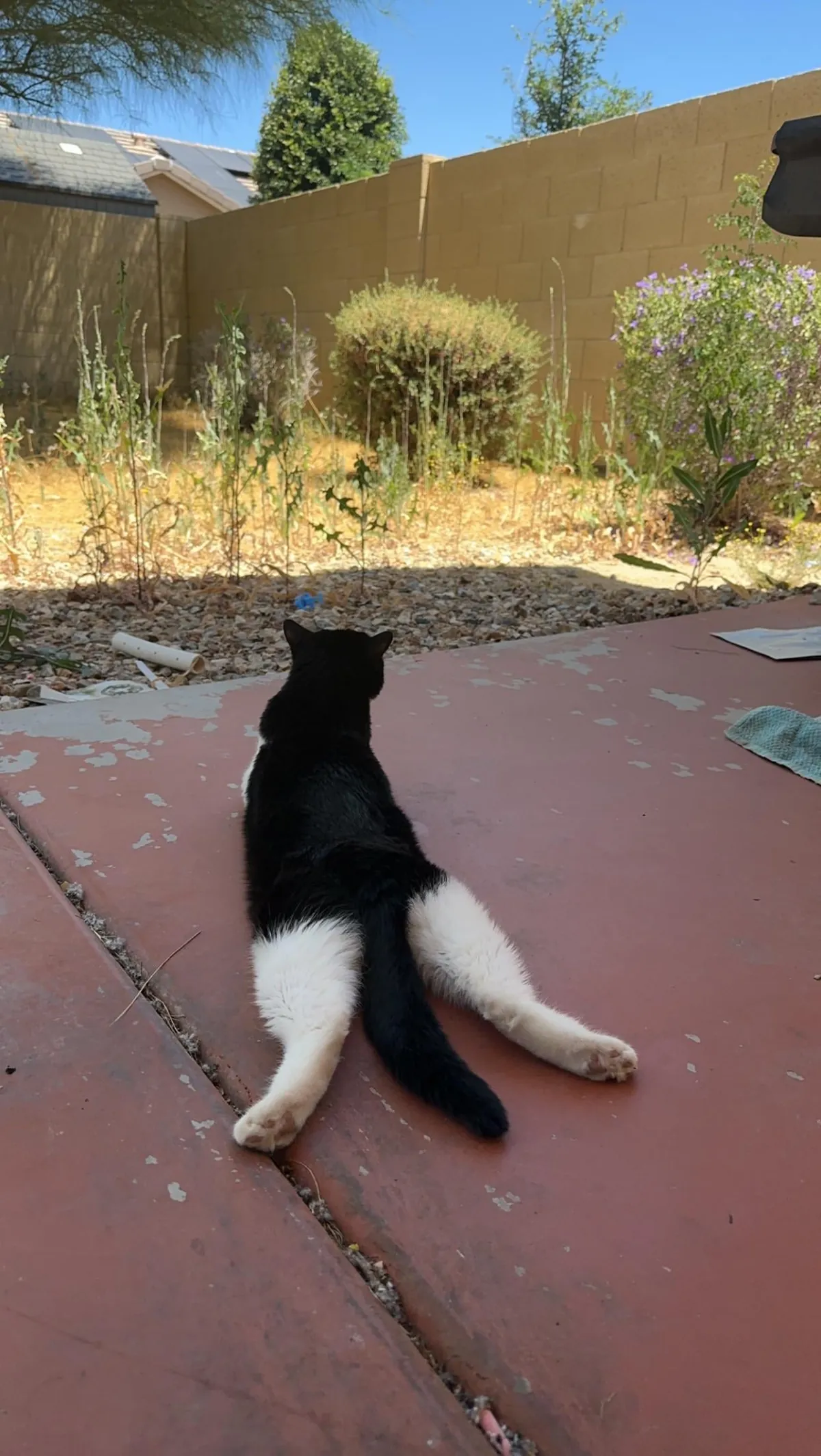 Compilation of my boi  being flat &lt;3