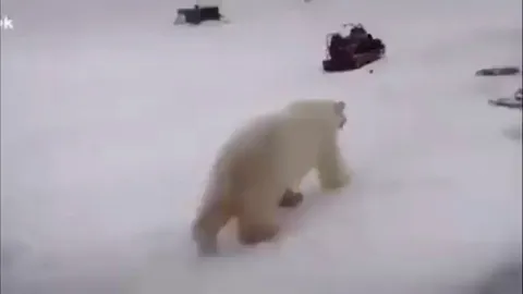 Guy fights not one but TWO POLAR BEARS!