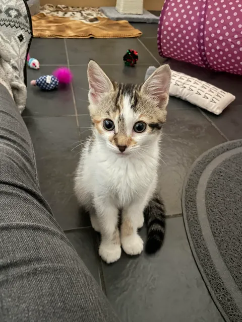 I got my first kitten at age 30! Say hello to 8 week old, Trixie!