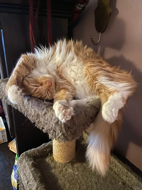 He crossed the rainbow bridge today. Give Peter all the love you can. He deserves it all.